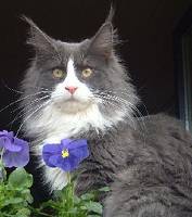 main coon blue solid